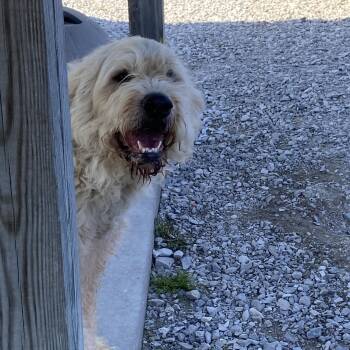 Goldendoodle and Great Pyrenees Dogs Available for Adoption in Hartford, Kentucky - Tucker | PetCurious