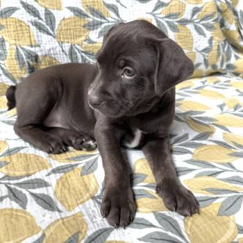 Nancy -  Labrador Retriever and Pit Bull Terrier Dog for Adoption in Minneapolis, Minnesota - Nancy | PetCurious