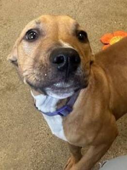 Serafina -  Pit Bull Terrier Dog for Adoption in Cleveland, Ohio - Serafina | PetCurious