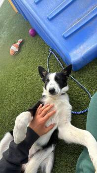 Border Collie Dogs Available for Adoption - Camille | PetCurious