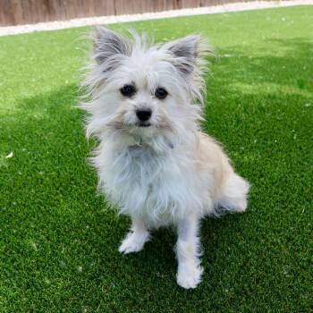Tink -  Chihuahua and Pomeranian Dog for Adoption in Fort Collins, Colorado - Tink | PetCurious