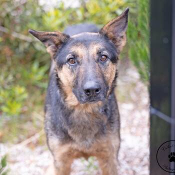 Shepherd Dogs Available for Adoption in Abilene, Texas - Cha-Cha/ LUNA | PetCurious