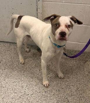 Pit Bull Terrier and Mixed Breed Dogs Available for Adoption in Kansas City, Missouri - Otis | PetCurious