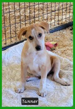 Tanner -  Australian Kelpie Dog for Adoption in Granbury, Texas - Tanner | PetCurious