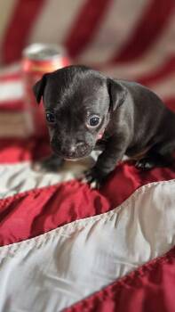 Betsy Ross -  Schnauzer and Poodle Dog Available for Adoption in Spokane, Washington - Betsy Ross | PetCurious