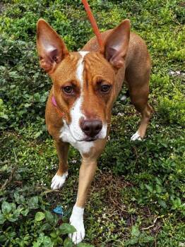 BELA -  American Staffordshire Terrier Dog Available for Adoption in Fort Lauderdale, Florida - BELA | PetCurious