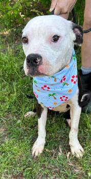 Rescue American Staffordshire Terrier Dogs for Adoption in Tyler, Texas - Lance | PetCurious