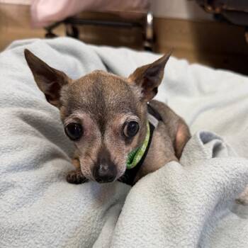 Bolster 14422 -  Chihuahua Dog for Adoption in San Francisco, California - Bolster 14422 | PetCurious
