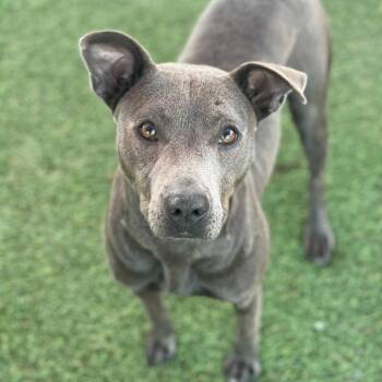 American Staffordshire Terrier Dogs Available for Adoption - Bindi | PetCurious