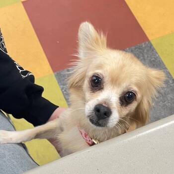 Blondie -  Mixed Breed Dog for Adoption in Philadelphia, Pennsylvania - Blondie | PetCurious