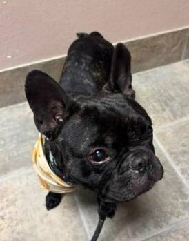 French Bulldog Dogs Available for Adoption in Highland Village, Texas - Frankii Cubias-Gonzalez | PetCurious