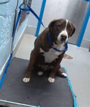 Labrador Retriever and Mixed Breed Dogs Available for Adoption in Albuquerque, New Mexico - CODY | PetCurious