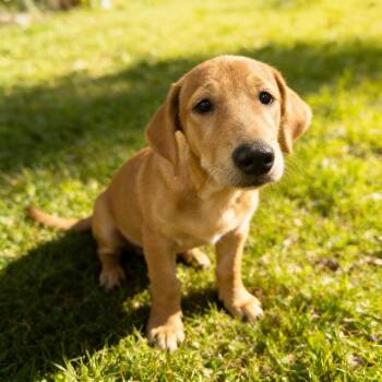 WINSTON -  Dachshund and Corgi Dog for Adoption in Chandler, Arizona - WINSTON | PetCurious