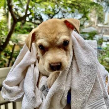 Labrador Retriever and Shar Pei Dogs Available for Adoption in Honolulu, Hawaii - Sakura | PetCurious