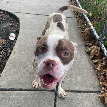 Billy Bob -  Mixed Breed Dog for Adoption in Philadelphia, Pennsylvania - Billy Bob | PetCurious
