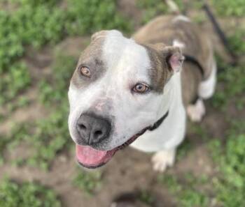 URSULA -  Boxer and Mixed Breed Dog for Adoption in Omaha, Nebraska - URSULA | PetCurious