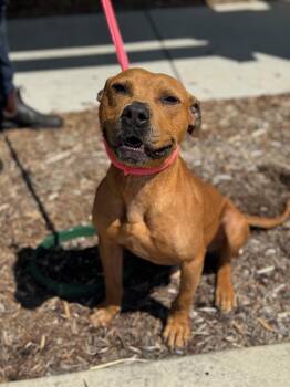 Pit Bull Terrier and Mixed Breed Dogs Available for Adoption in Benton Harbor, Michigan - Louie | PetCurious