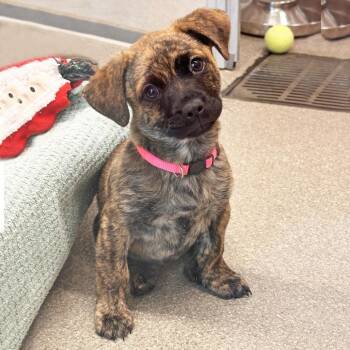 Willow -  Mixed Breed Dog for Adoption in Hailey, Idaho - Willow | PetCurious