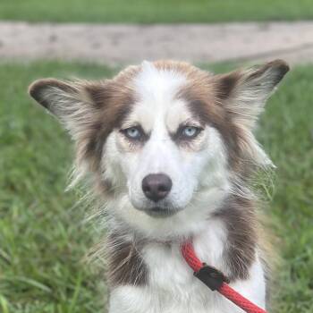 Rescue Husky Dogs for Adoption in Locust Fork, Alabama - Tillie | PetCurious