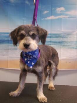 Nix -  Schnauzer Dog Available for Adoption in Somerset, Kentucky - Nix | PetCurious