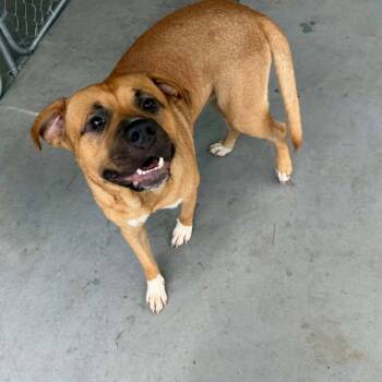 Chief -  Terrier Dog for Adoption in Bloomfield, Connecticut - Chief | PetCurious
