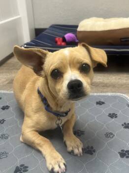 Rescue Chihuahua and Dachshund Dogs for Adoption in Lake Forest, California - Peanut Pup | PetCurious