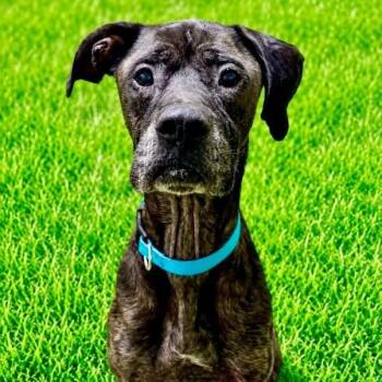 Billy -  Great Dane Dog for Adoption in Battle Creek, Michigan - Billy | PetCurious