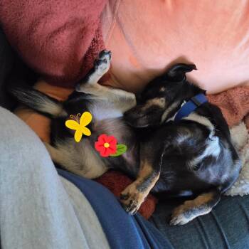 Chihuahua and Miniature Pinscher Dogs Available for Adoption in San Antonio, Texas - Mickey | PetCurious