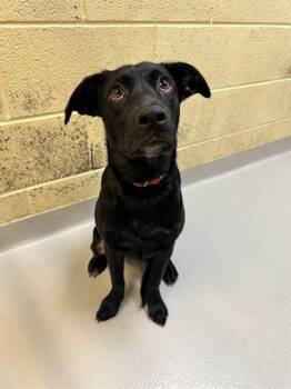 NEEDHAM -  Labrador Retriever and Mixed Breed Dog Available for Adoption in Cookeville, Tennessee - NEEDHAM | PetCurious