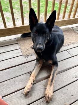 German Shepherd Dog Dogs Available for Adoption in Oak Point, Texas - Zuko | PetCurious
