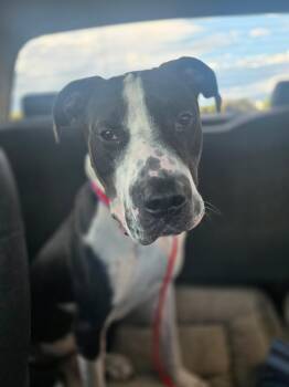 Rescue Great Dane Dogs for Adoption in Las Vegas, Nevada - HIPPO | PetCurious