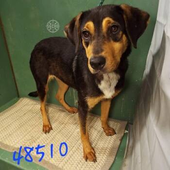 Beagle Dogs Available for Adoption in Springfield, Missouri - Allie | PetCurious