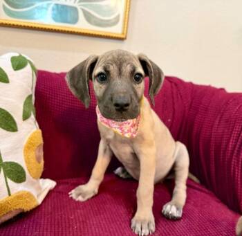 Adele Belle Pretty as a Princess -  Black Mouth Cur and Pit Bull Terrier Dog for Adoption in Friendswood, Texas - Adele Belle Pretty As A Princess | PetCurious