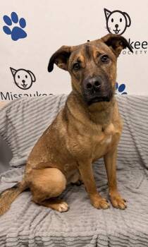 Melvin (7188) -  Mixed Breed Dog for Adoption in Lake City, Michigan - Melvin (7188) | PetCurious