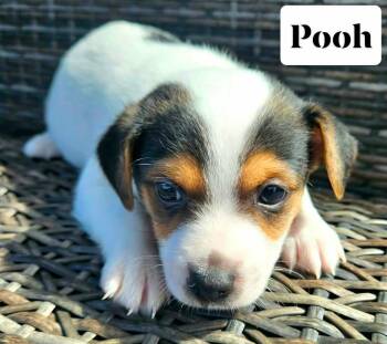 Chihuahua and Miniature Pinscher Dogs Available for Adoption - Pooh Bear | PetCurious