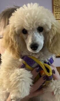 Poodle Miniature - Roscoe -  Poodle Dog for Adoption in Omaha, Nebraska - Poodle Miniature - Roscoe | PetCurious