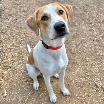 Hound and Mixed Breed Dogs Available for Adoption in Kerrville, Texas - Bud | PetCurious