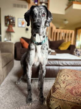 Rescue Great Dane Dogs for Adoption - Max | PetCurious
