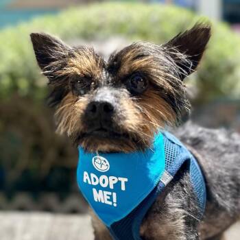 Firefly -  Yorkshire Terrier Dog Available for Adoption in Pacific Grove, California - Firefly | PetCurious