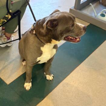 Slater "Ted B." - 061605U -  Pit Bull Terrier and Mixed Breed Dog for Adoption in Tupelo, Mississippi - Slater "Ted B." - 061605U | PetCurious