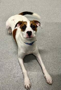 Roxie -  Mixed Breed Dog for Adoption in Moundsville, West Virginia - Roxie | PetCurious