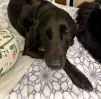Rescue Black Labrador Retriever and Saluki Dogs for Adoption in Queenstown, Maryland - Mia | PetCurious
