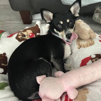 Oreo -  Chihuahua and Mixed Breed Dog for Adoption in Overland Park, Kansas - Oreo | PetCurious
