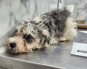 Schnauzer and Poodle Dogs Available for Adoption in Tucumcari, New Mexico - Baxter | PetCurious