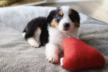 Collie Dogs Available for Adoption - Tamago | PetCurious