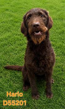 Labrador Retriever and Poodle Dogs Available for Adoption in Clarksville, Tennessee - Harlo | PetCurious