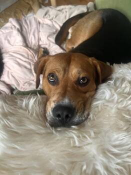 Hank -  Hound and Labrador Retriever Dog for Adoption in New York, New York - Hank | PetCurious