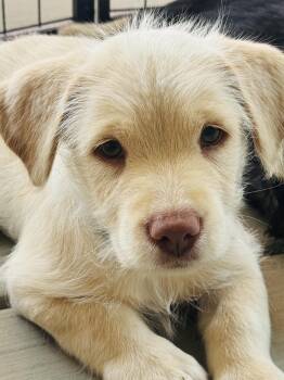 Frank the Tank -  Terrier Dog for Adoption in Penryn, California - Frank The Tank | PetCurious