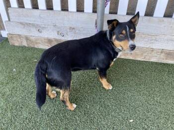 Cardigan Welsh Corgi and Mixed Breed Dogs Available for Adoption in Modesto, California - A608978 | PetCurious