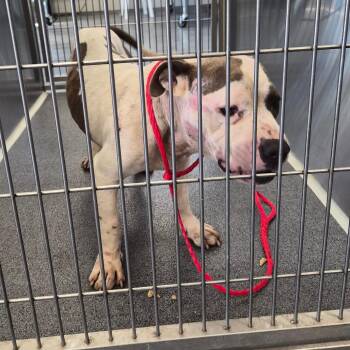 Patches -  Terrier Dog for Adoption in Montgomery, Alabama - Patches | PetCurious